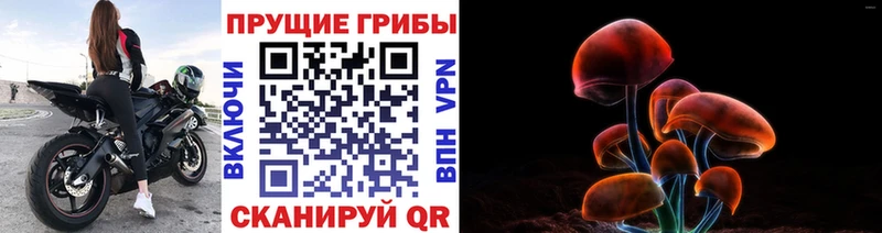 Псилоцибиновые грибы Psilocybe  hydra как зайти  Бийск 
